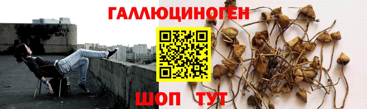 Псилоцибиновые грибы Psilocybe Павлово